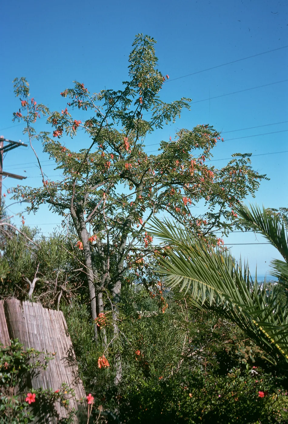 Clusters of red flowers hang among the leaves of a tree that stands over a mass of bushes and shorter plants. 