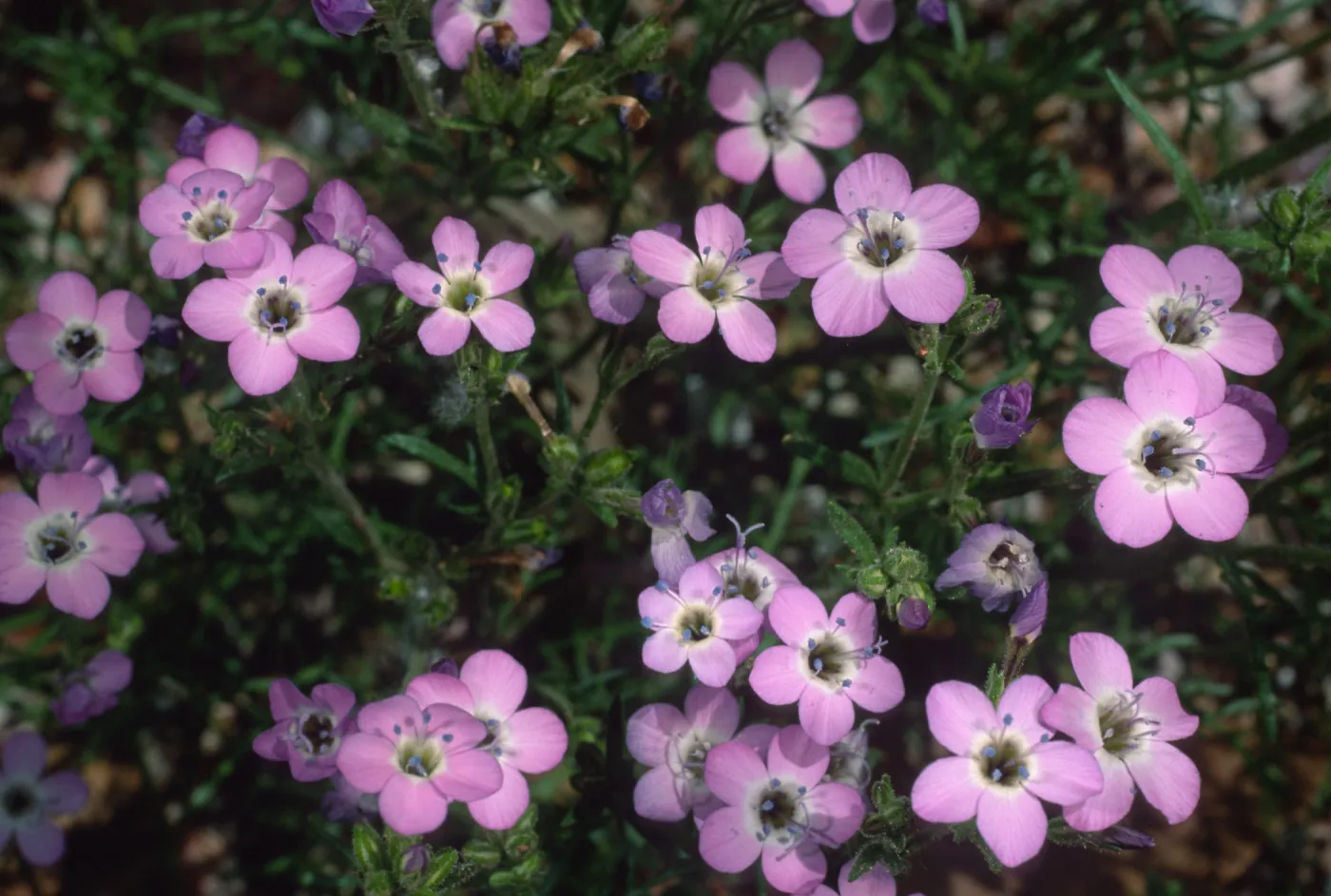 Gilia tenuiflora hoffmanni