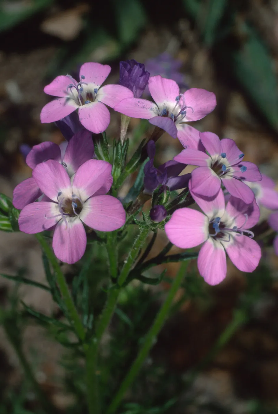 Gilia tenuiflora hoffmanni