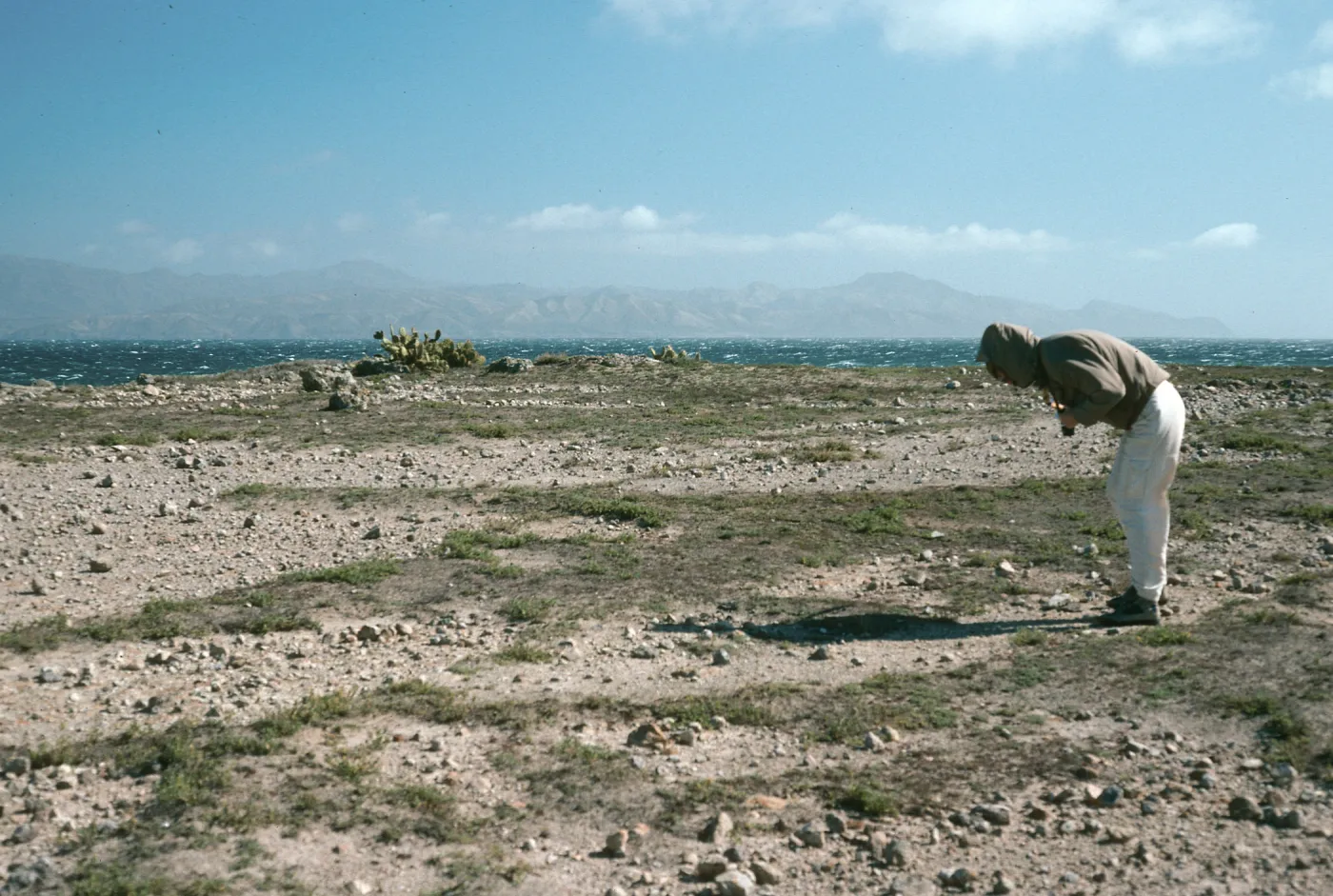 Dudleya blochmaniae insularis site