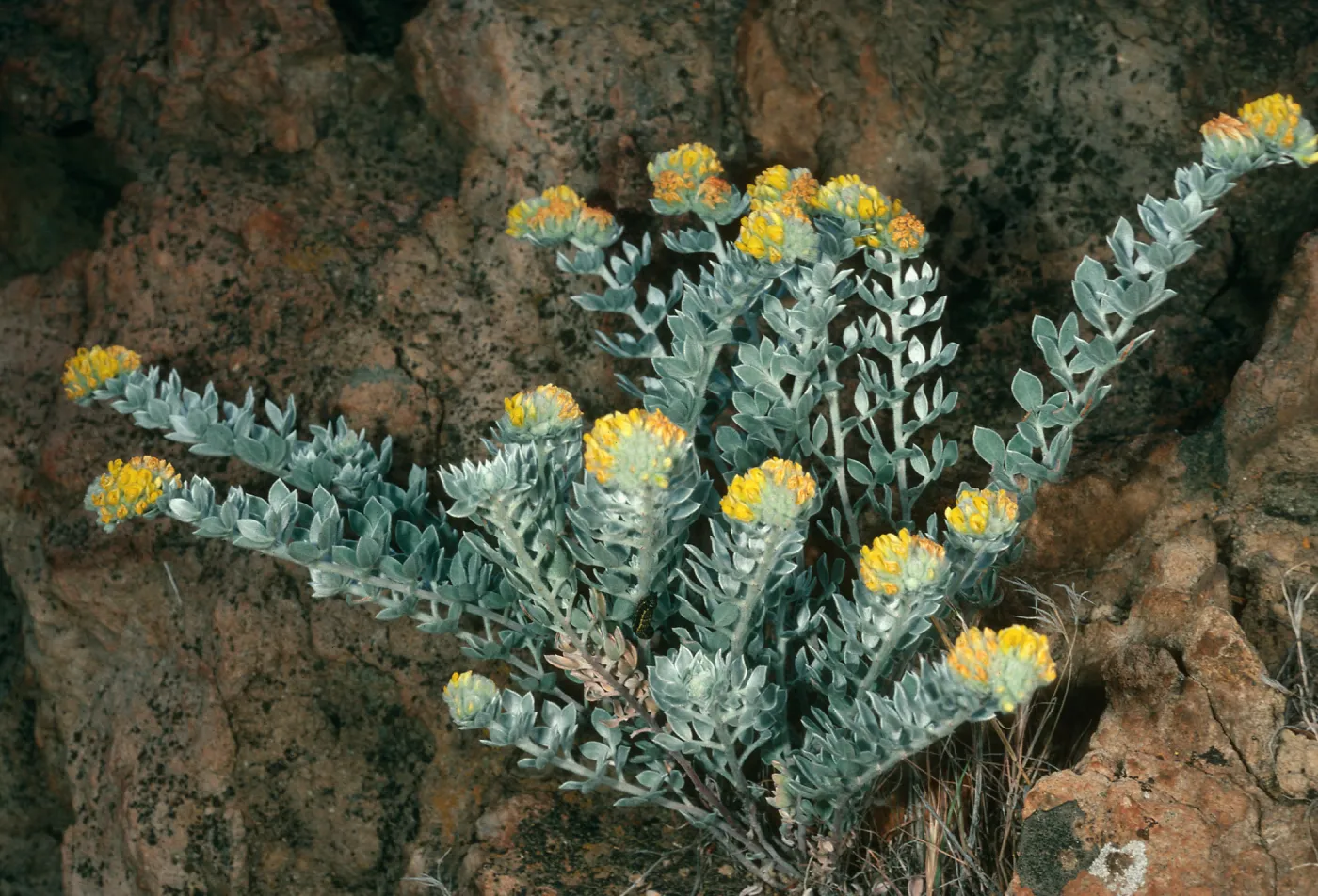 Lotus argophyllus niveus