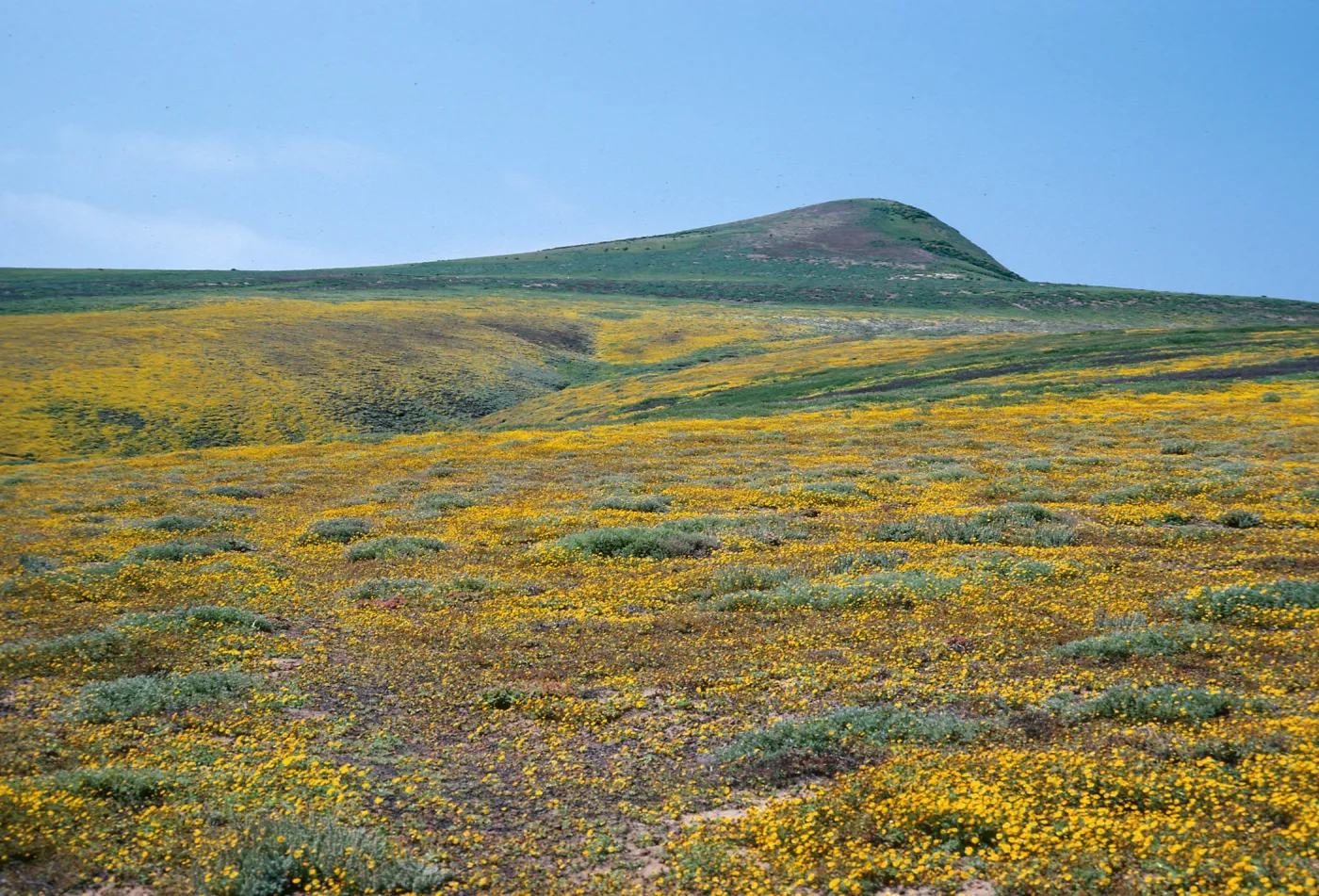 Lasthenia