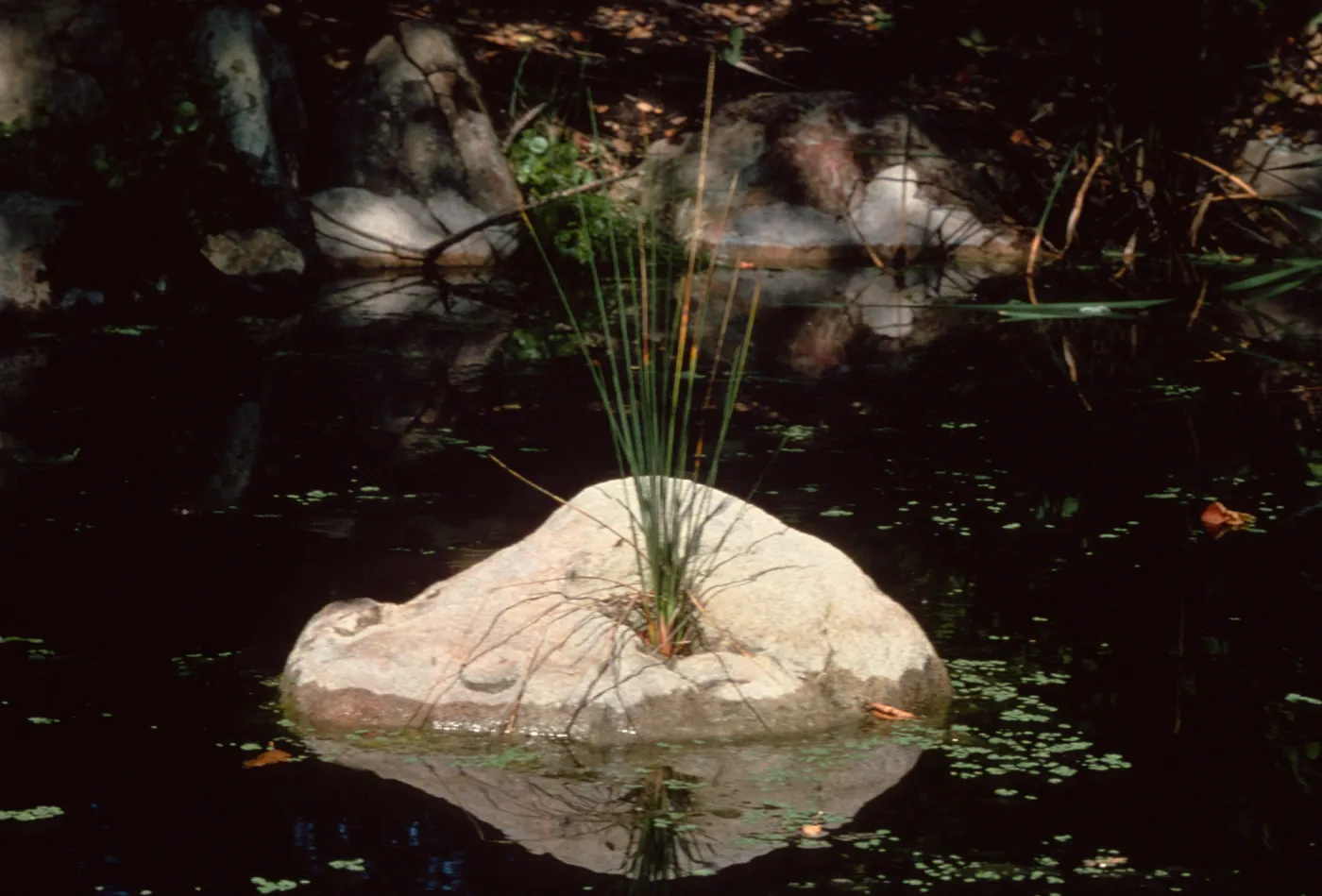 Pond Section (duplicate slide)