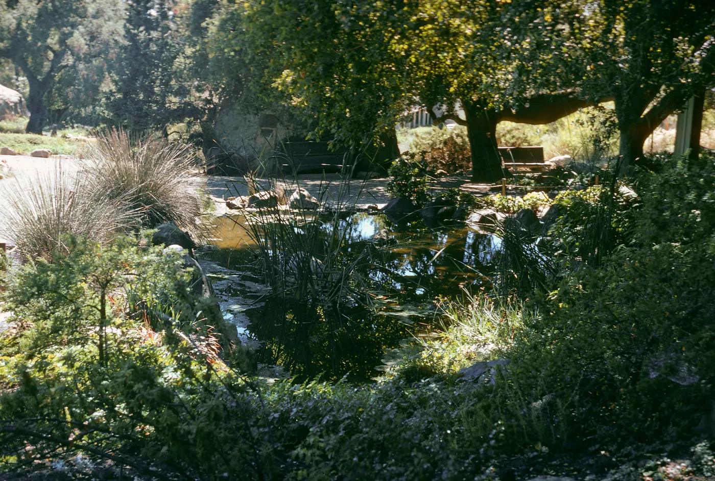 Pond by Meadow
