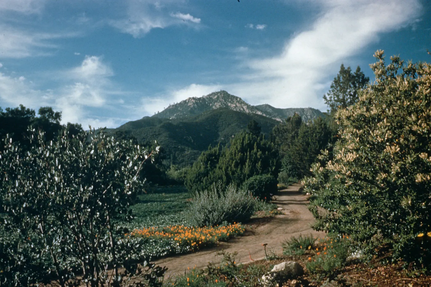 Meadow (Duplicate of SL_21912)