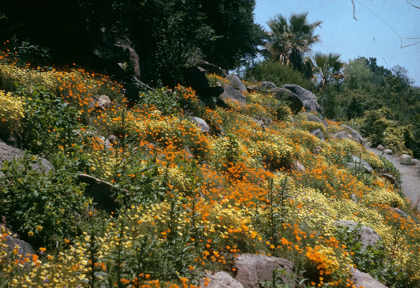 Campbell Trail