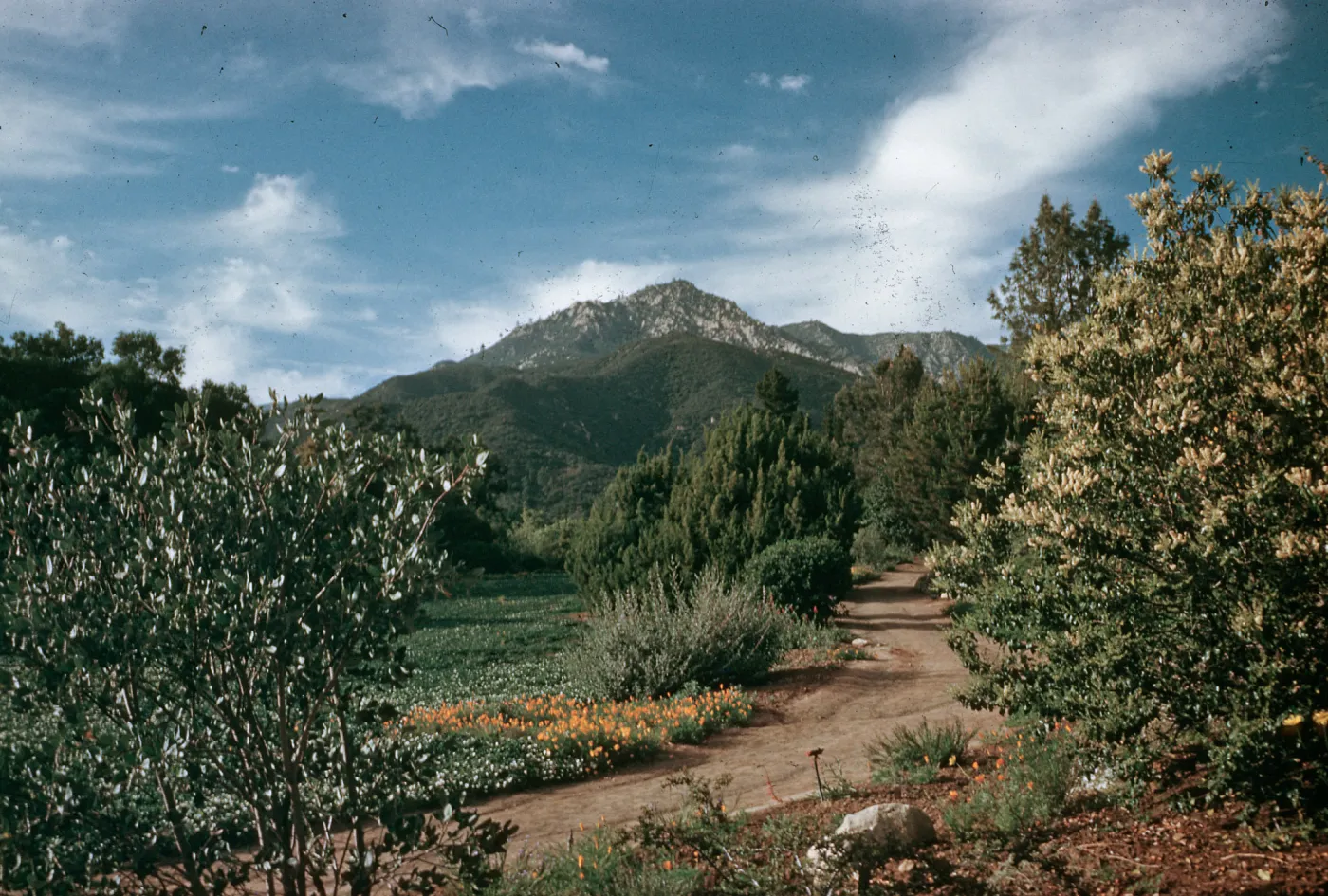 SBBG Meadow