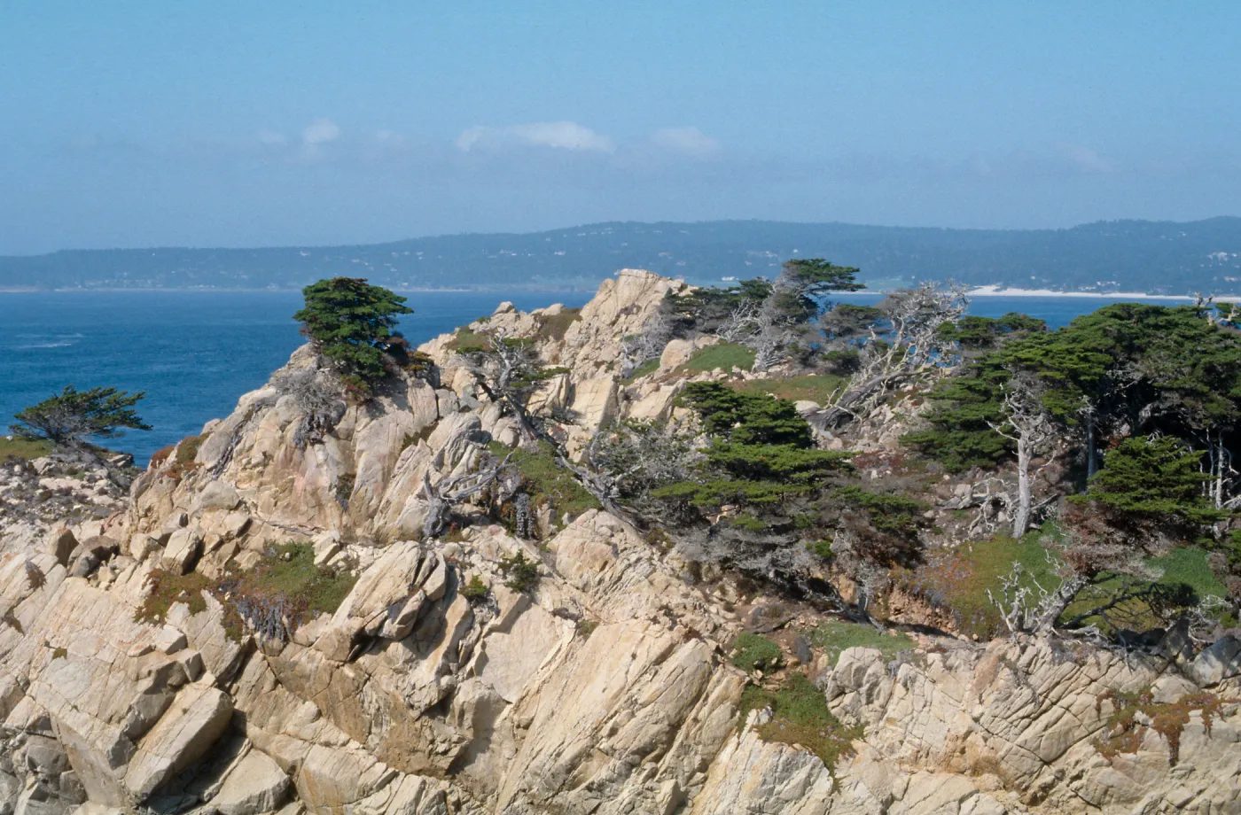 Docent field trip to Point Lobos with Mary Carroll