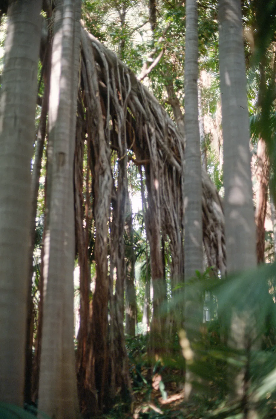 Docent field trip to Virginia Robinson Gardens, Beverly Hills