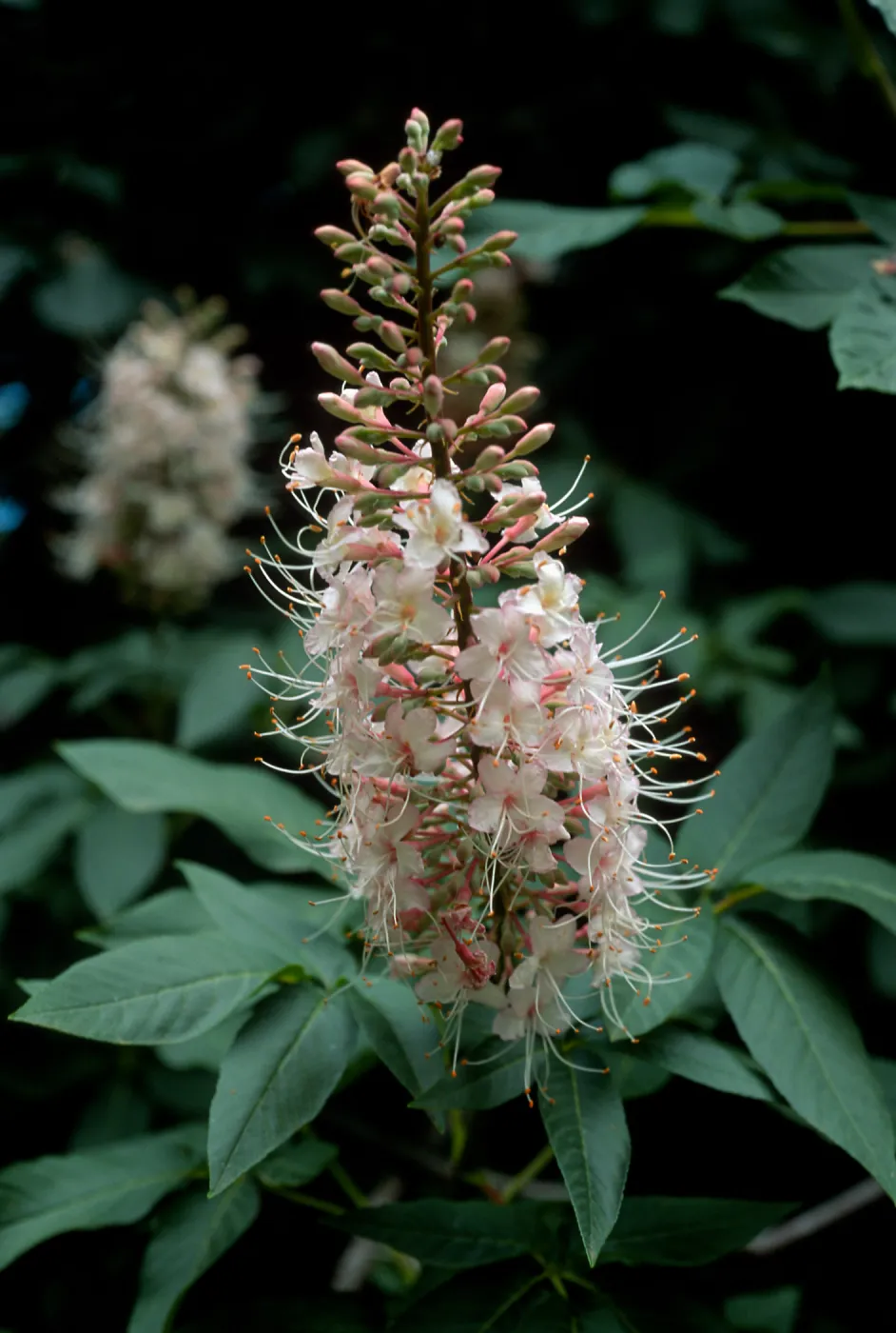 Aesculus californica, SBBG
