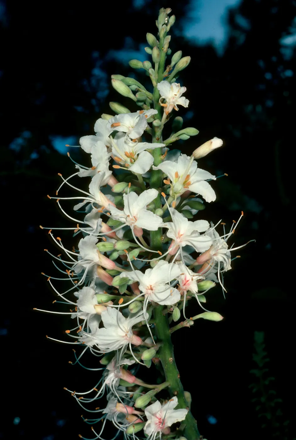 Aesculus californicus, SBBG
