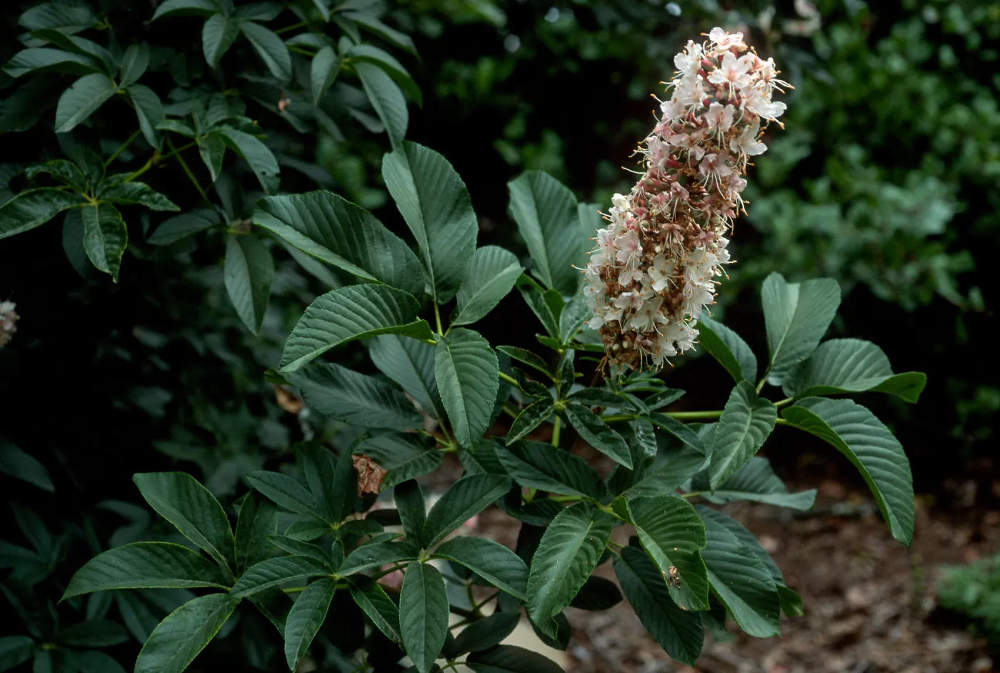 Aesculus californicus, SBBG