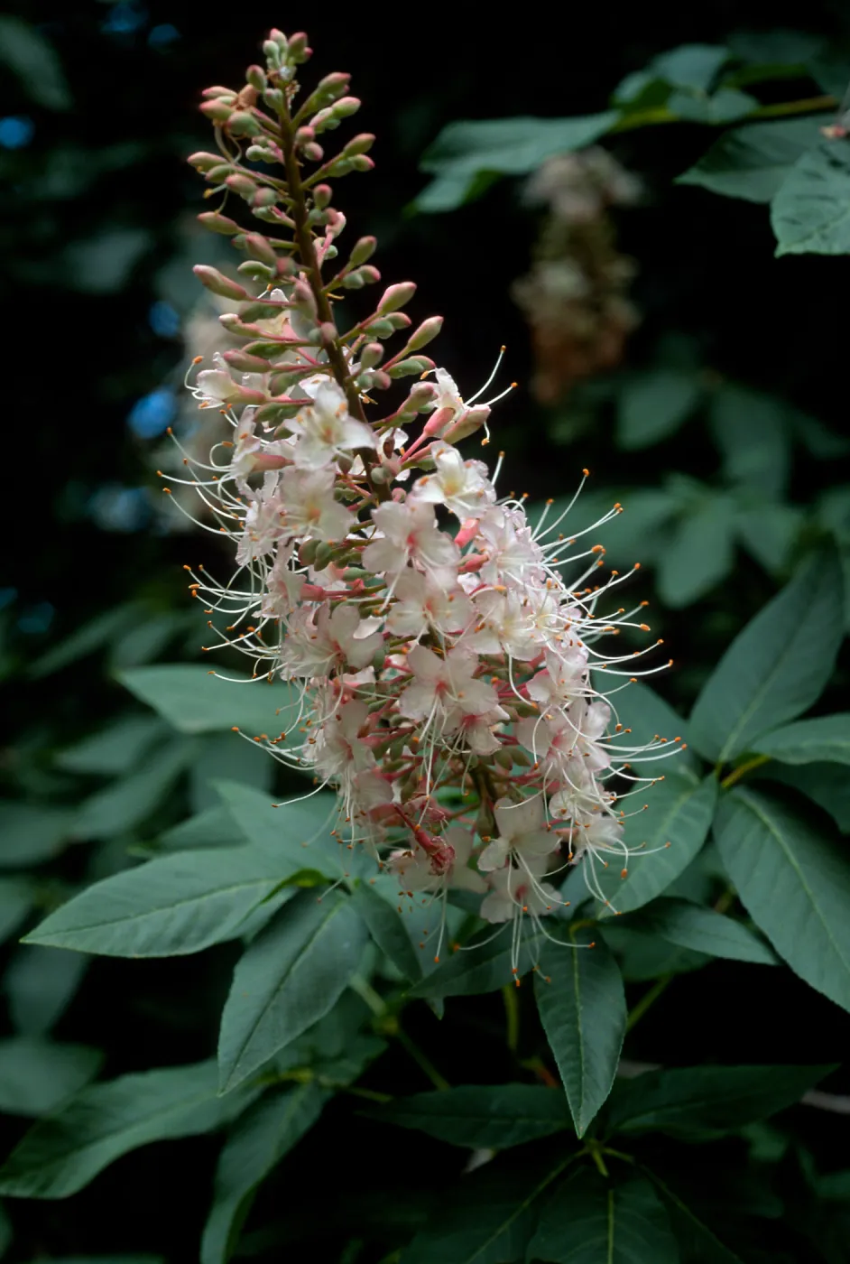 Aesculus californicus, SBBG