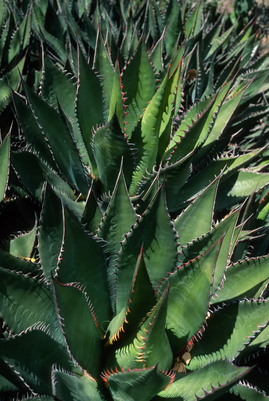 Agave shawii, desert section SBBG