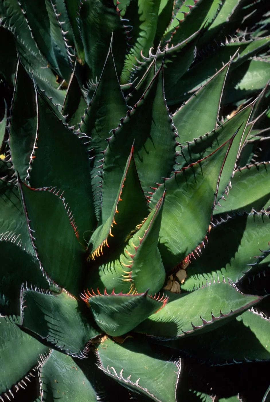 Agave shawii, desert section SBBG