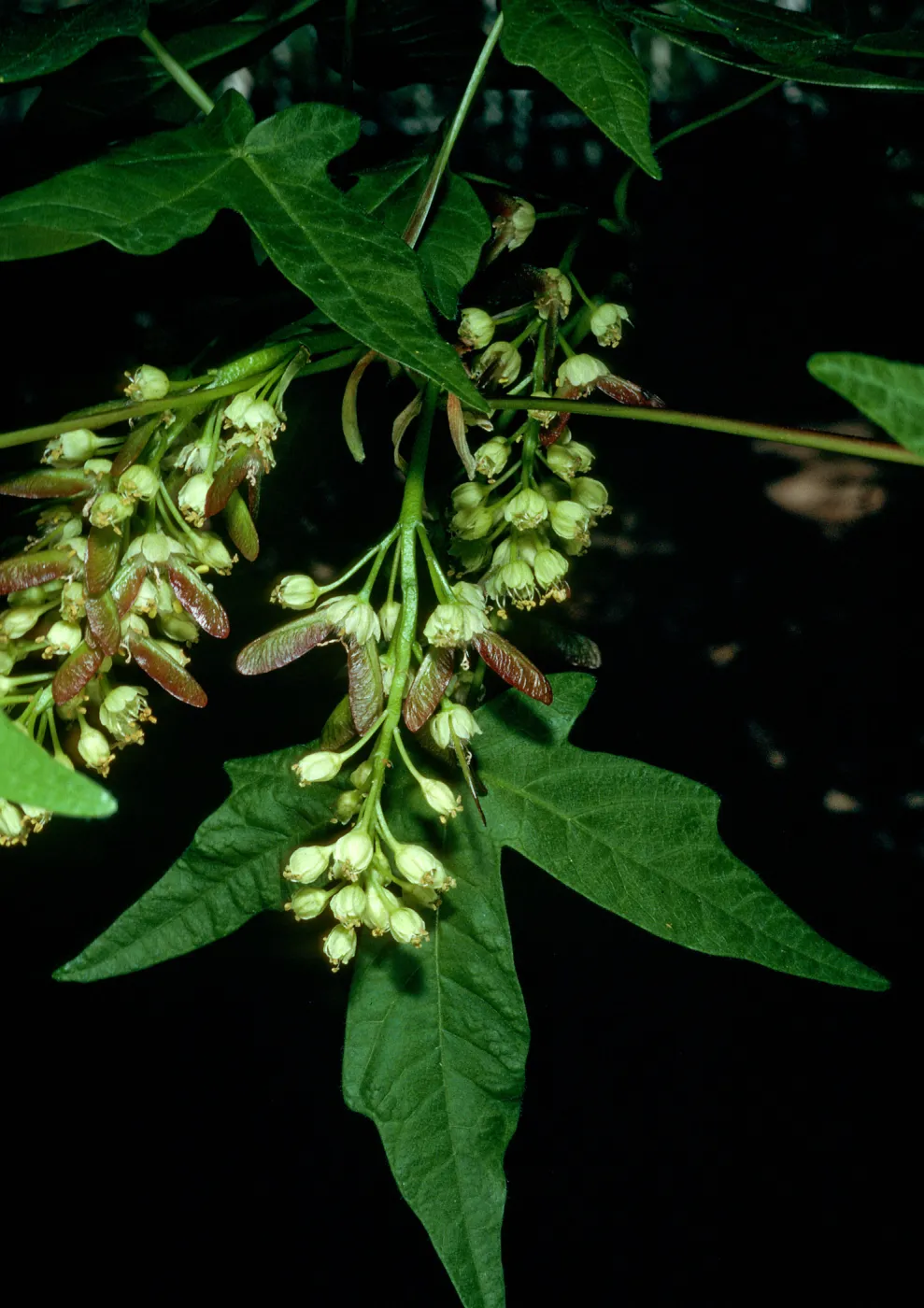 Acer Macrophyllum, SBBG