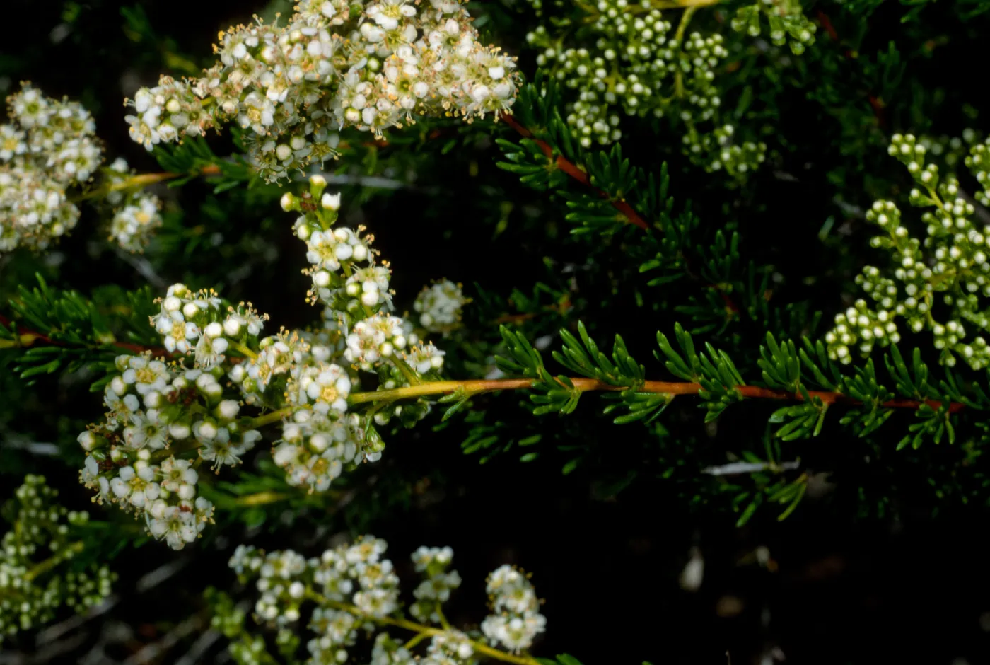 Adenostoma fasciculatum, E. of Isthmus, Catalina Island