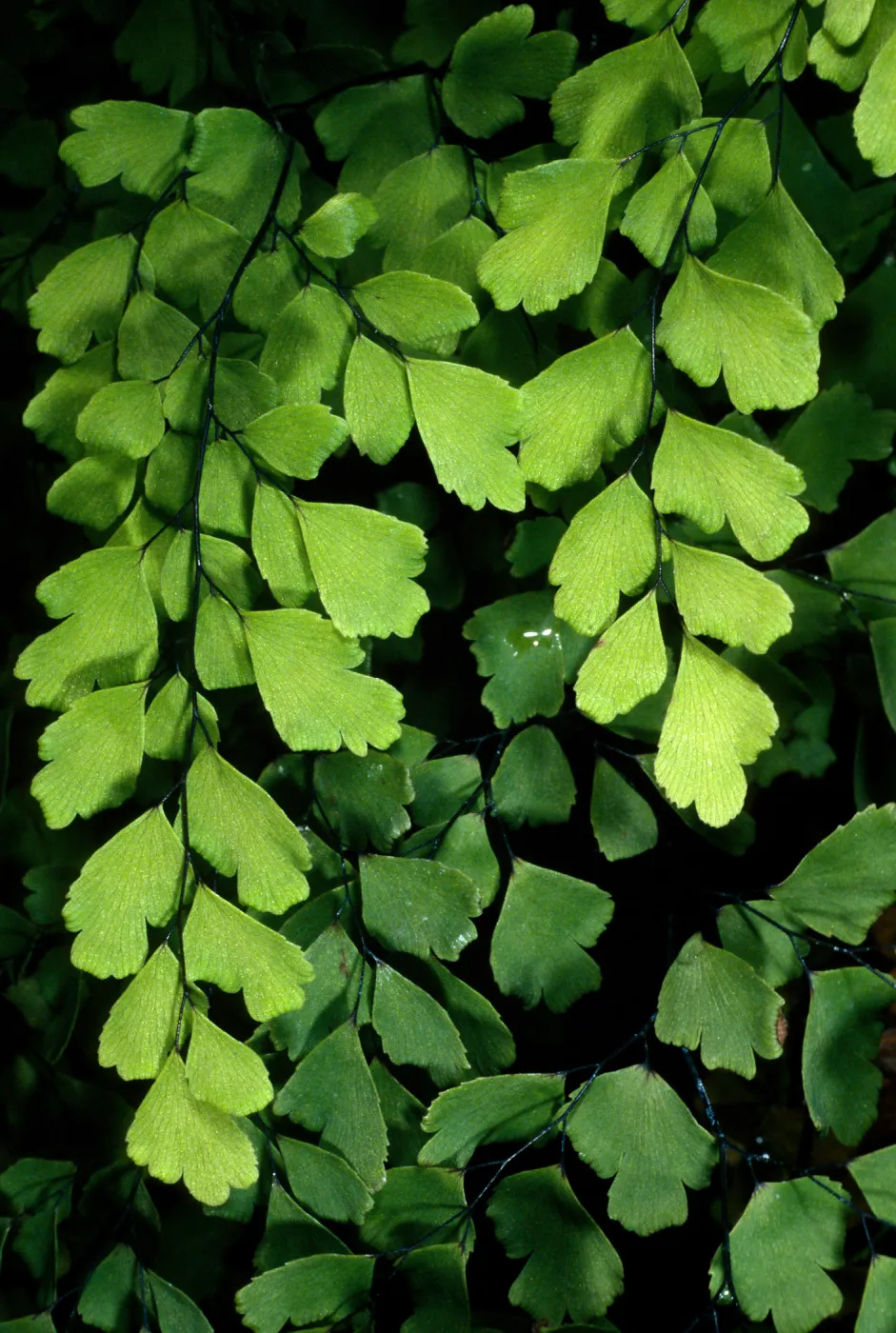 Adiantum capillus-veneris, Arroyo SBBG