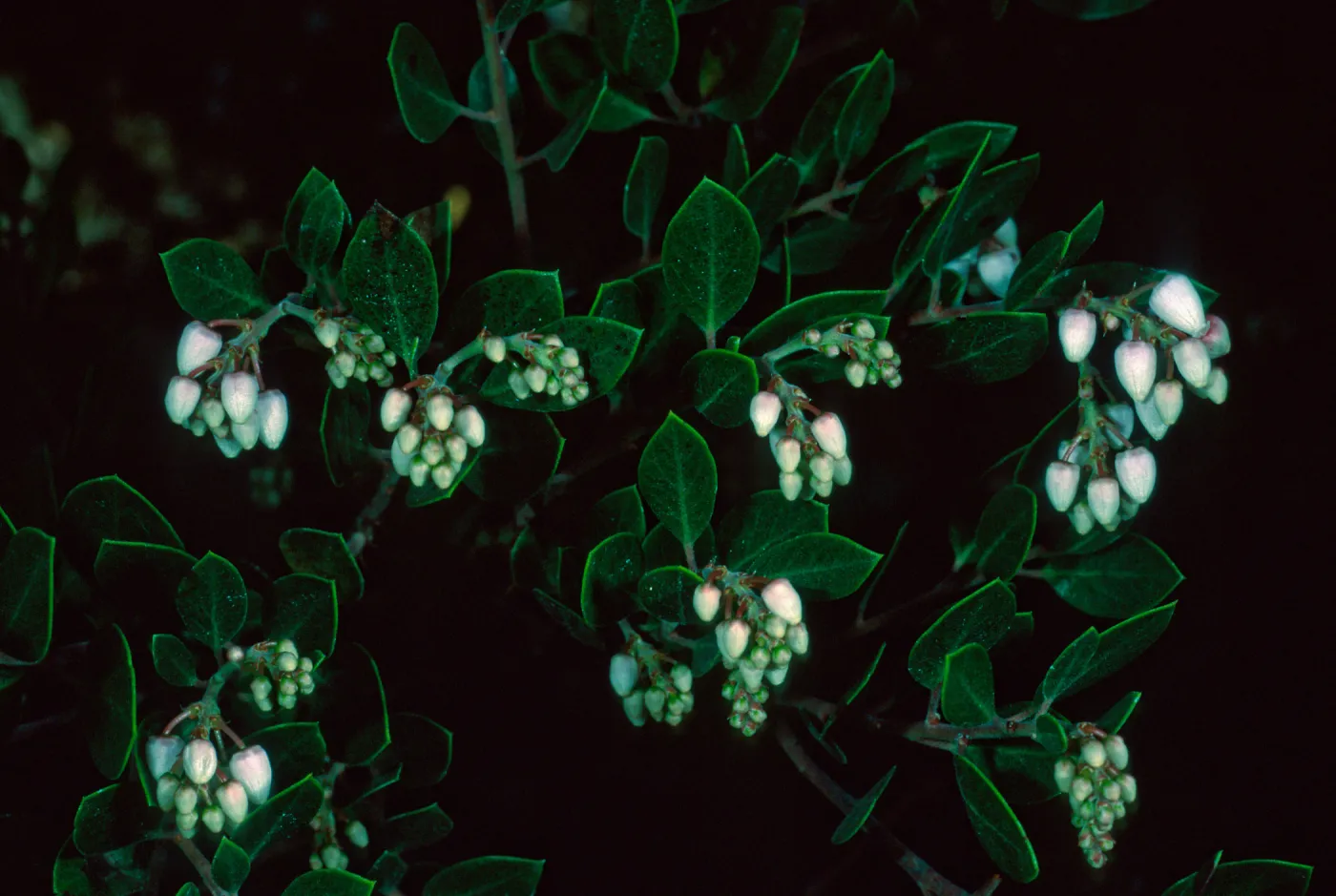 Arctostaphylos hookeri franciscana, SBBG