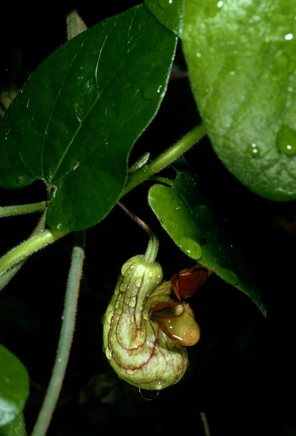 Aristolochia california, Campbell trail, SBBG