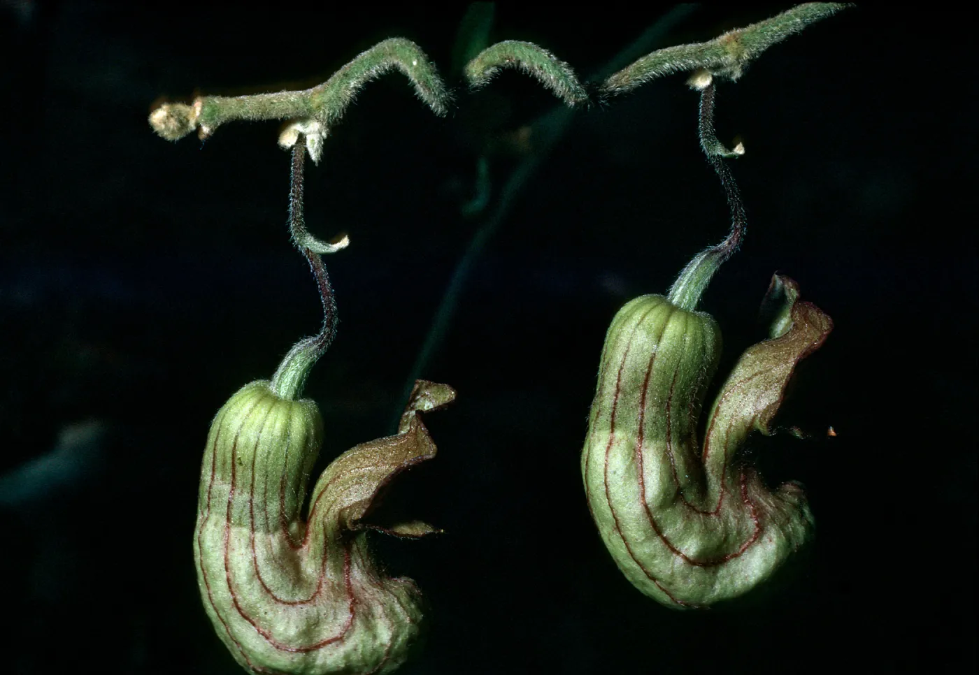 Aristolochia california, Campbell trail, SBBG