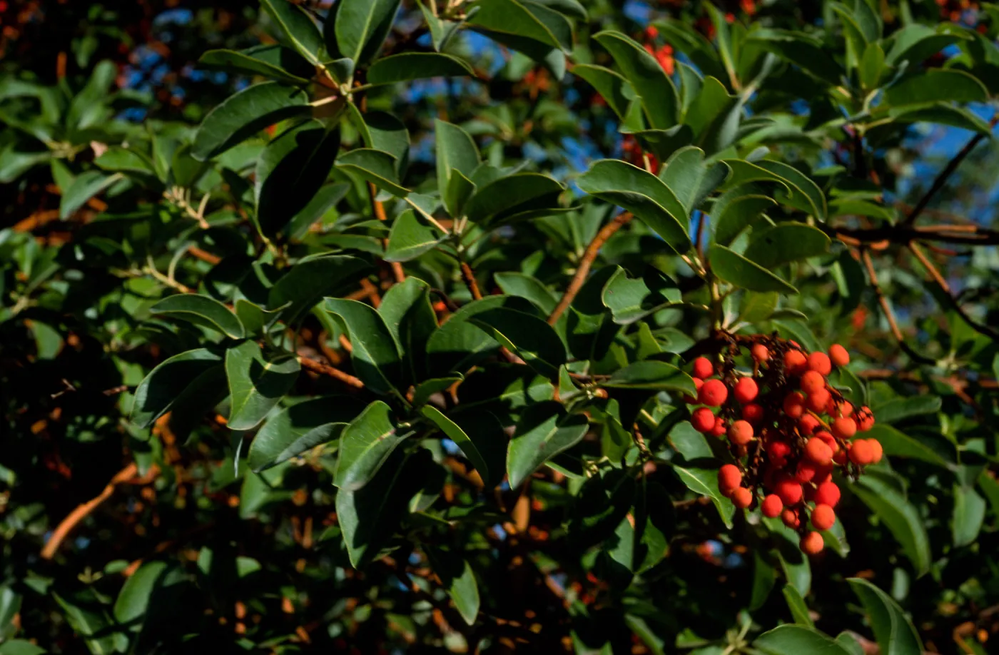 Arbutus menziesii, Reagan Ranch