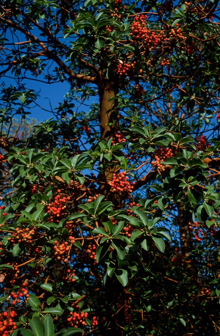 Arbutus menziesii, Reagan Ranch, Refugio Canyon