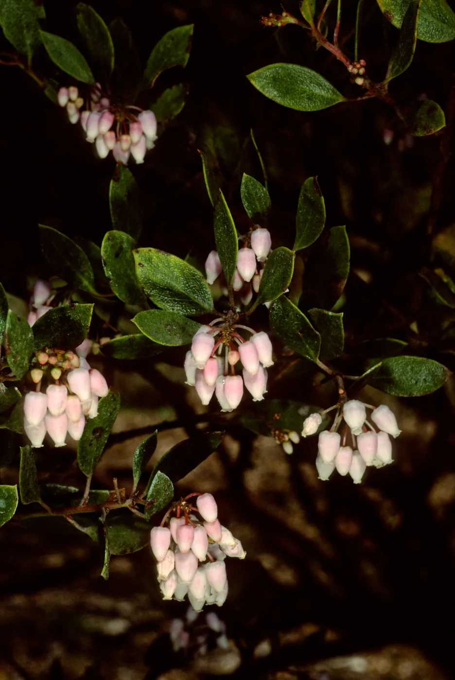 Arctostaphylos 'Howard McMinn', SBBG