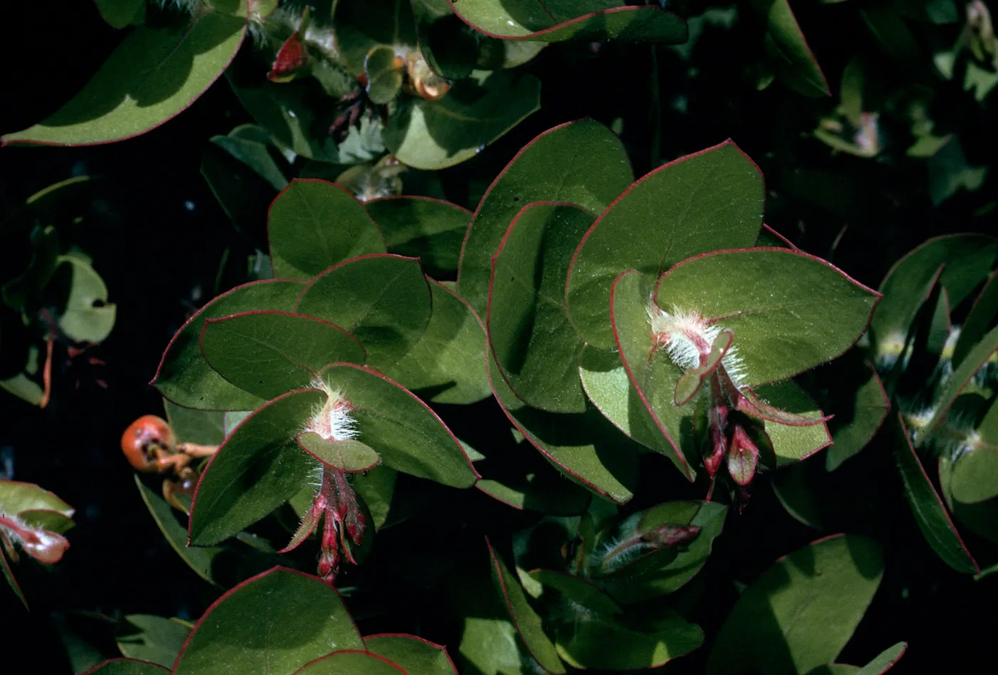 Arctostaphylos refugioensis, Refugio Pass