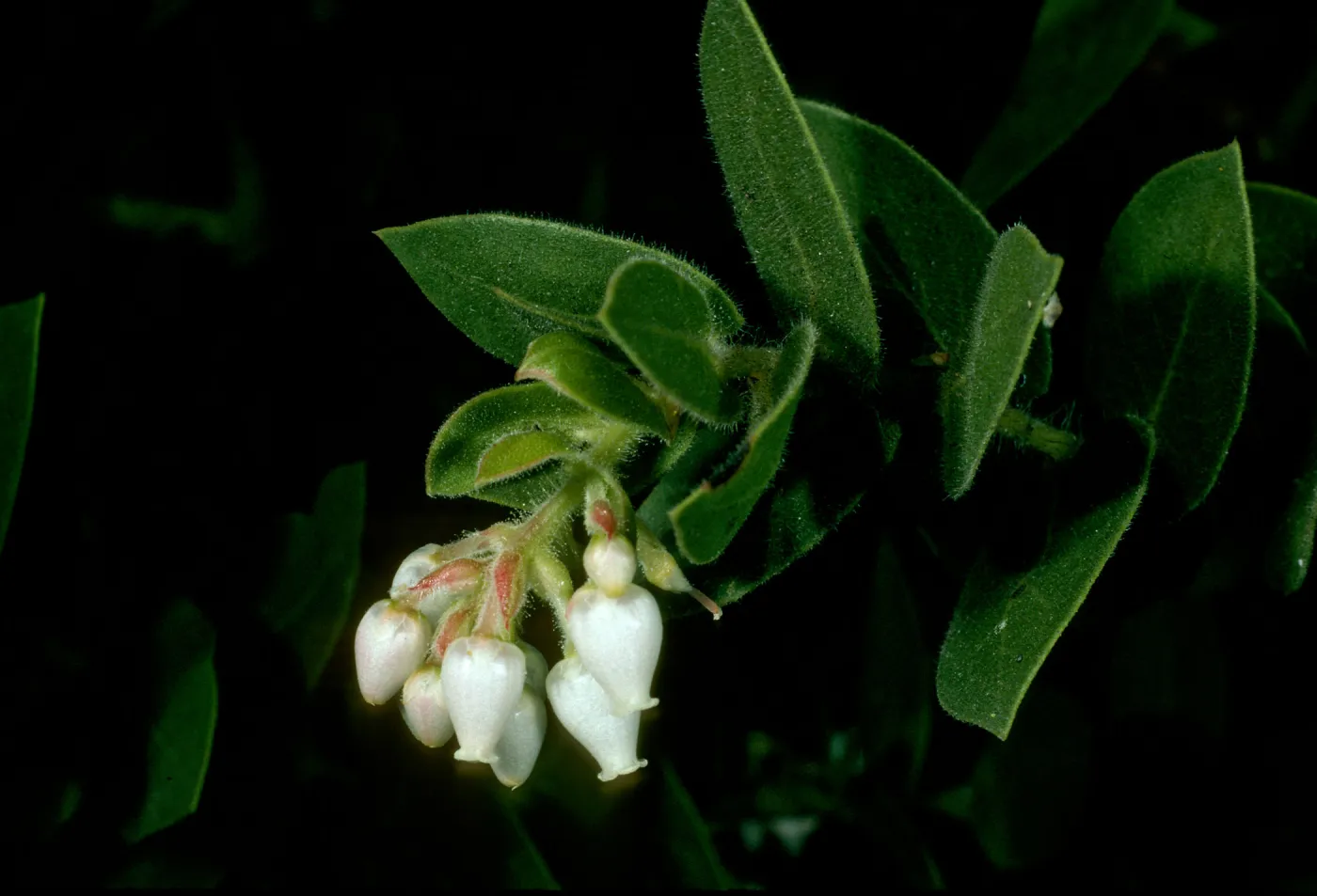 Arctostaphylos refugioensis, SBBG