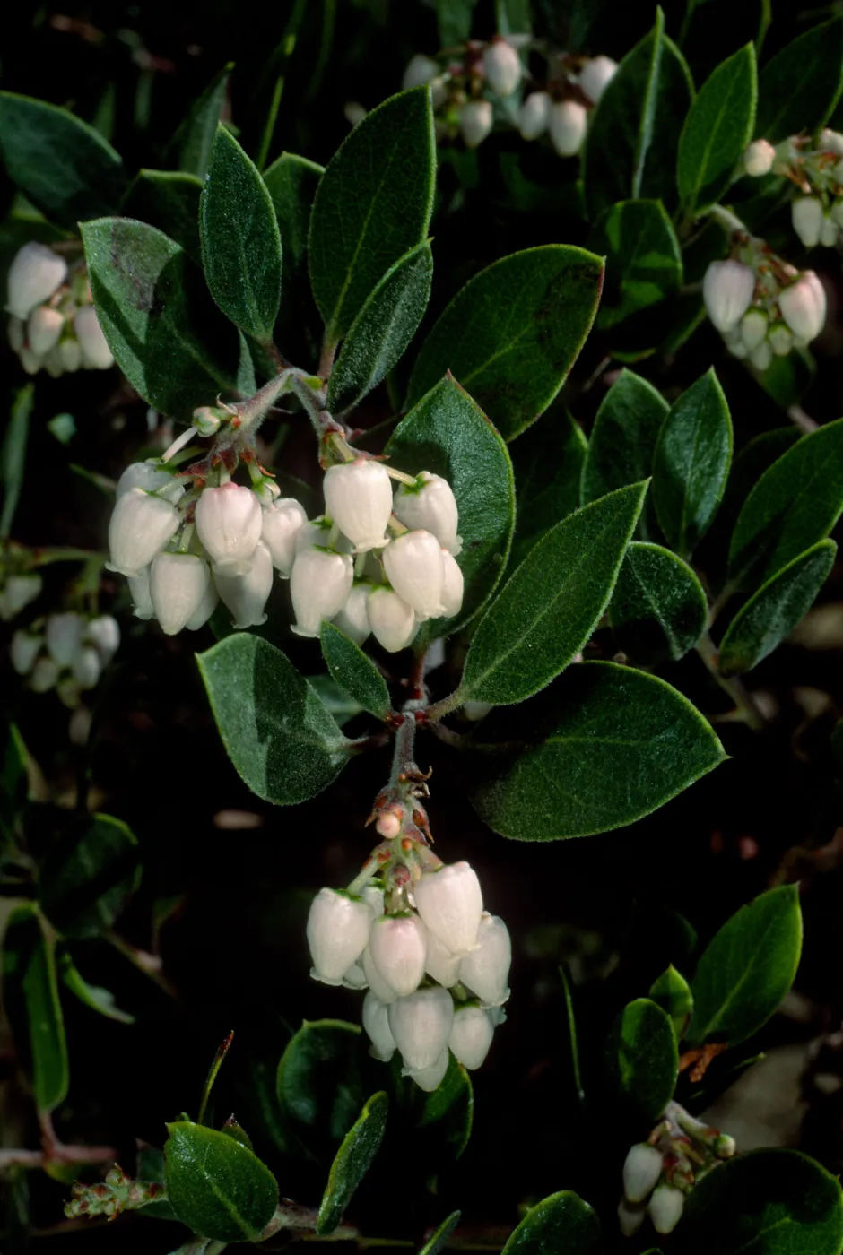 Arctostaphylos hookeri hearstiorum, SBBG