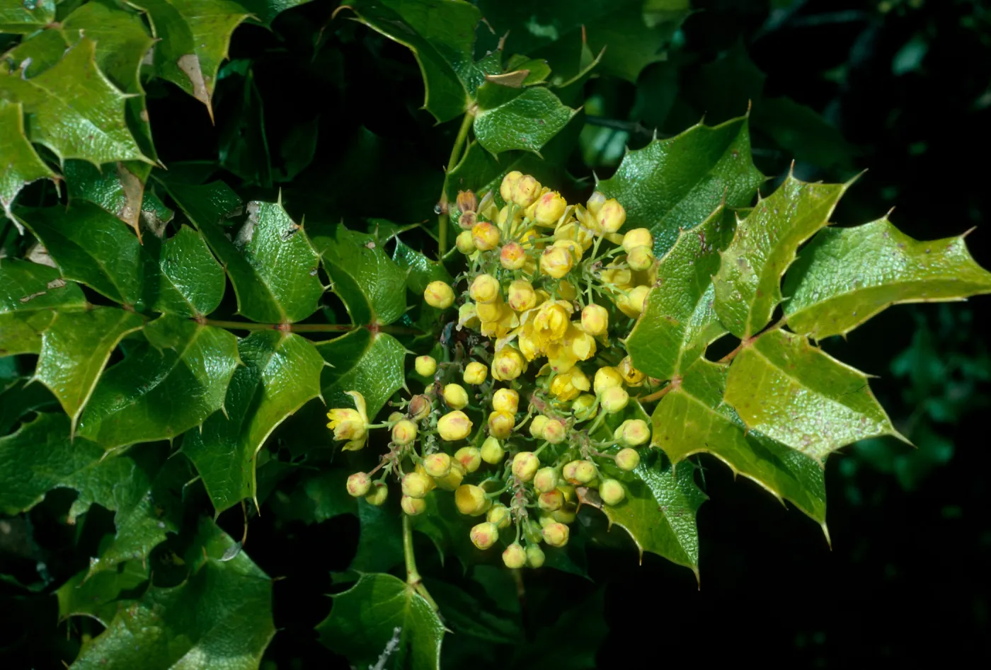 Berberis pinnata, Catway Rd, Figueroa Mtn.