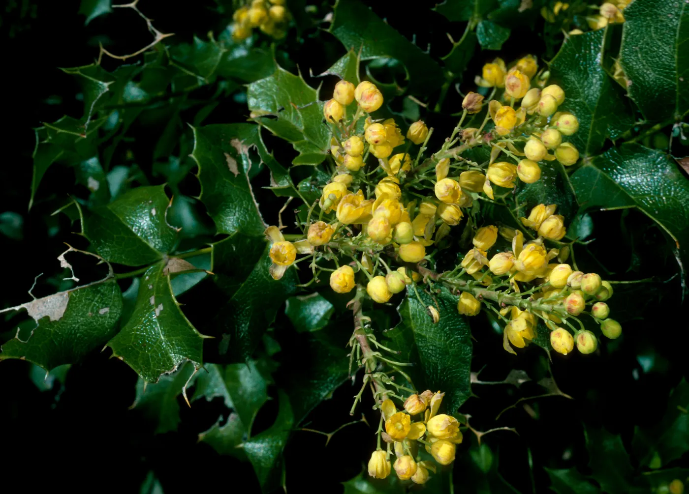 Berberis pinnata, Catway Rd., Figueroa Mtn.