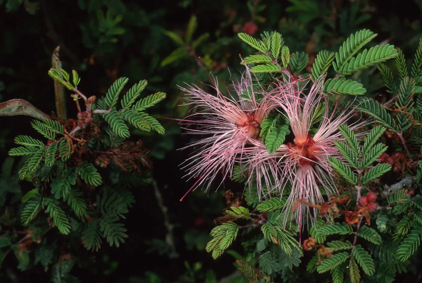 Calliandra eriophylla, SBBG