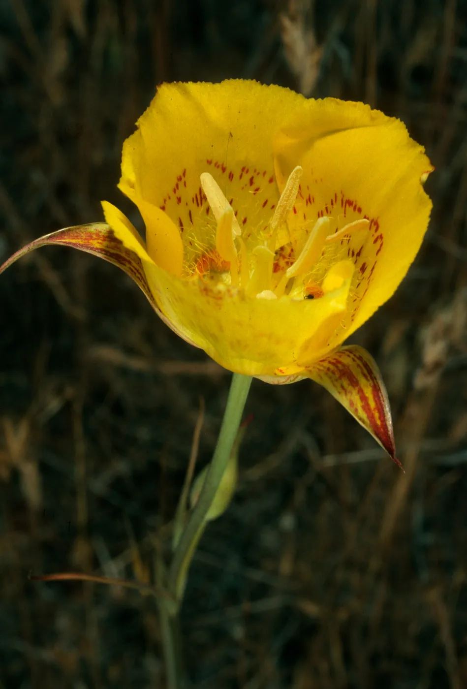 Calochortus luteus, Avenida de los Coches Prietos