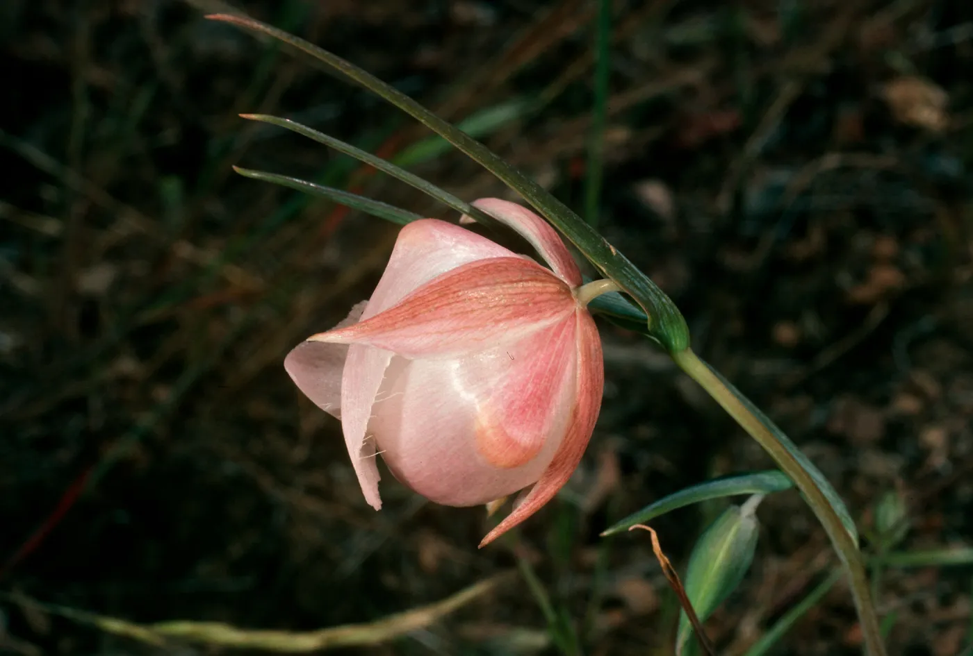 Calochortus albus, Islay Cyn., Sta. Cruz Isl.