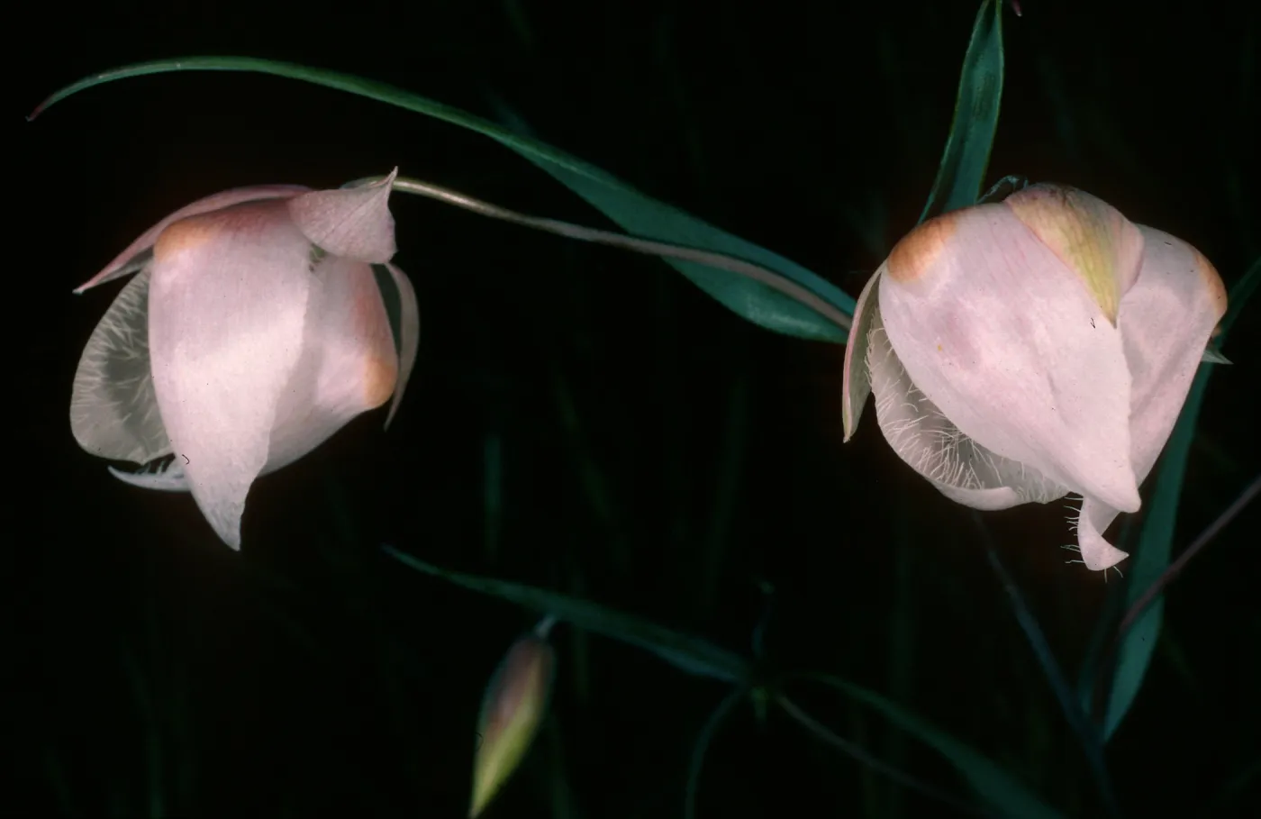 Calochortus albus,E. of Pelican Bay, Santa Cruz Isl.
