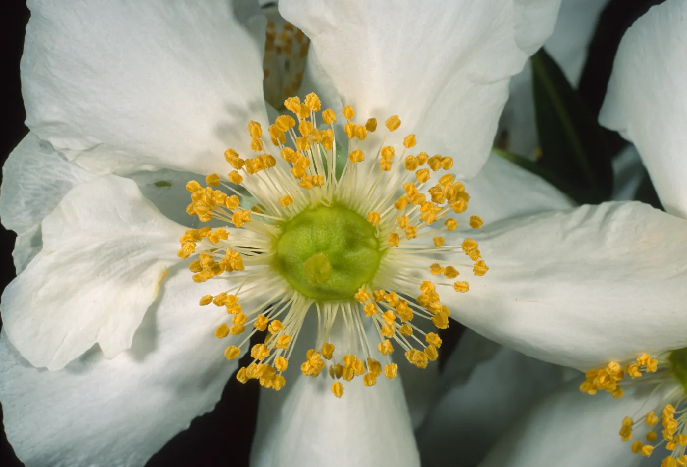 Carpinteria californica, SBBG