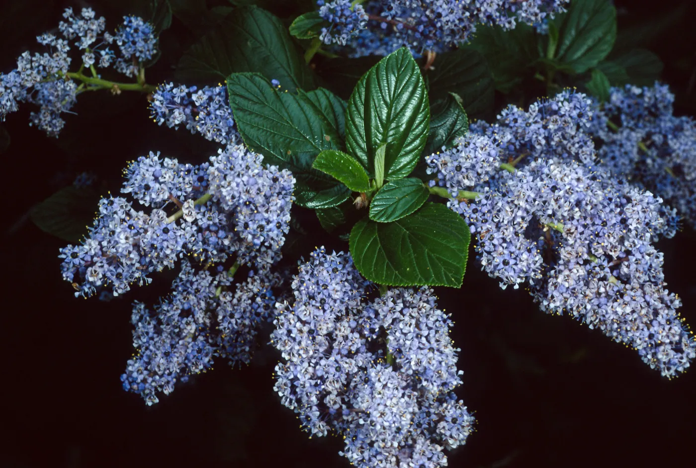 Ceanothus arboreus, SBBG