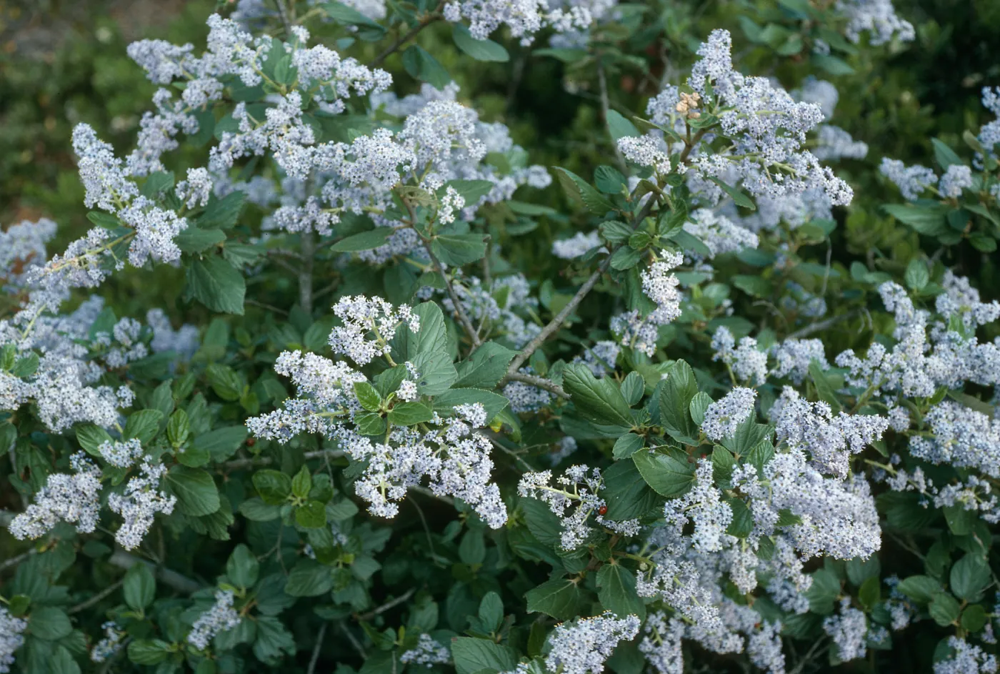 Ceanothus arboreus, Christy Pines, Centinela Connector Rd., Santa Cruz Isl.