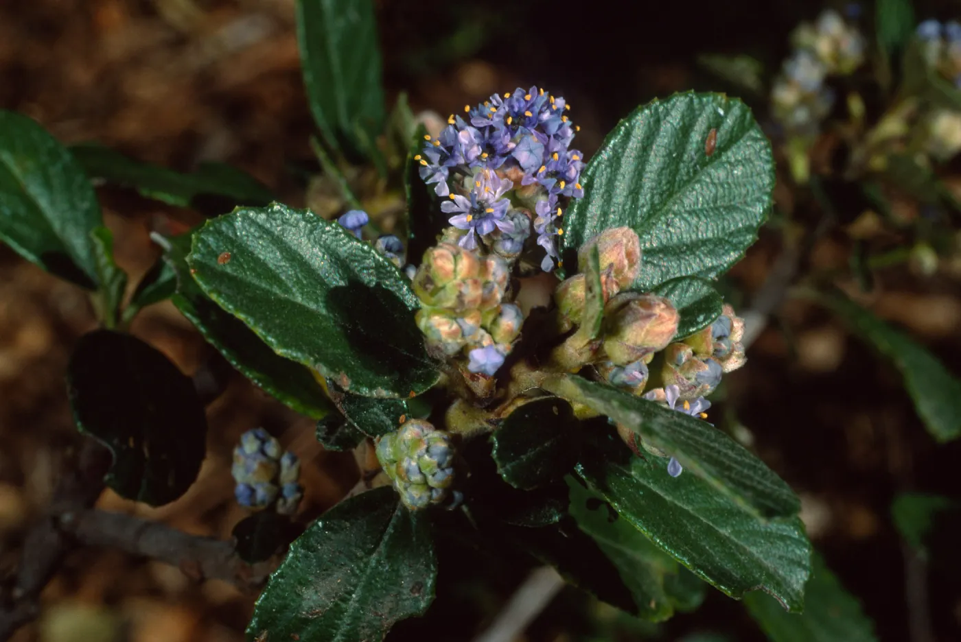 Ceanothus maritimus, SBBG