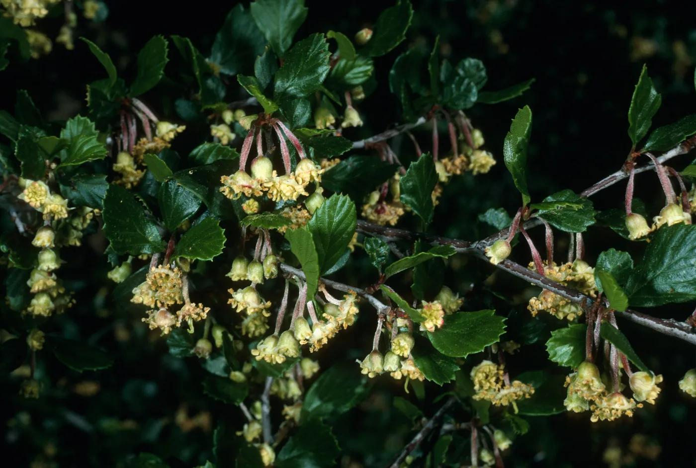 Cercocarpus betuloides, SBBG