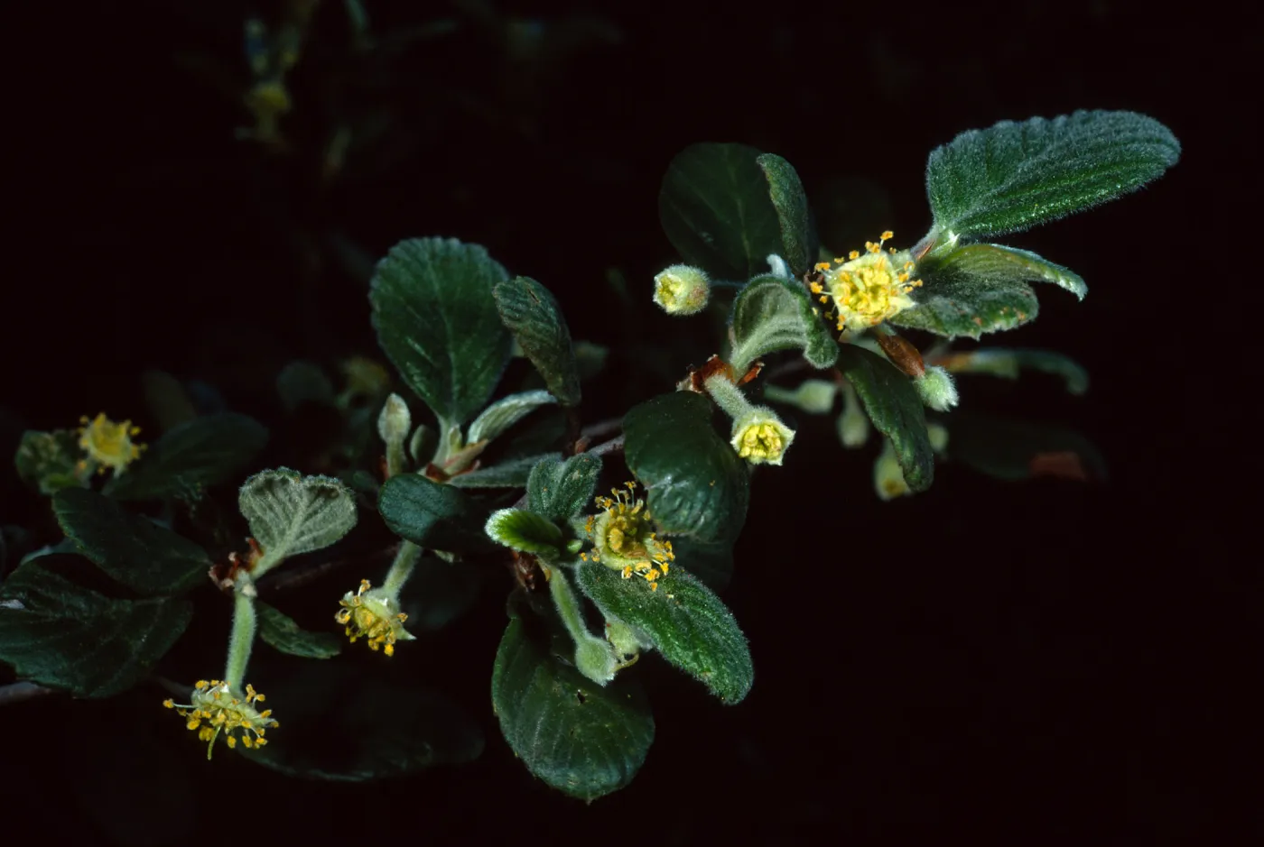 Cercocarpus traskiae,Wrigley Garden, Sta. Catalina Isl.