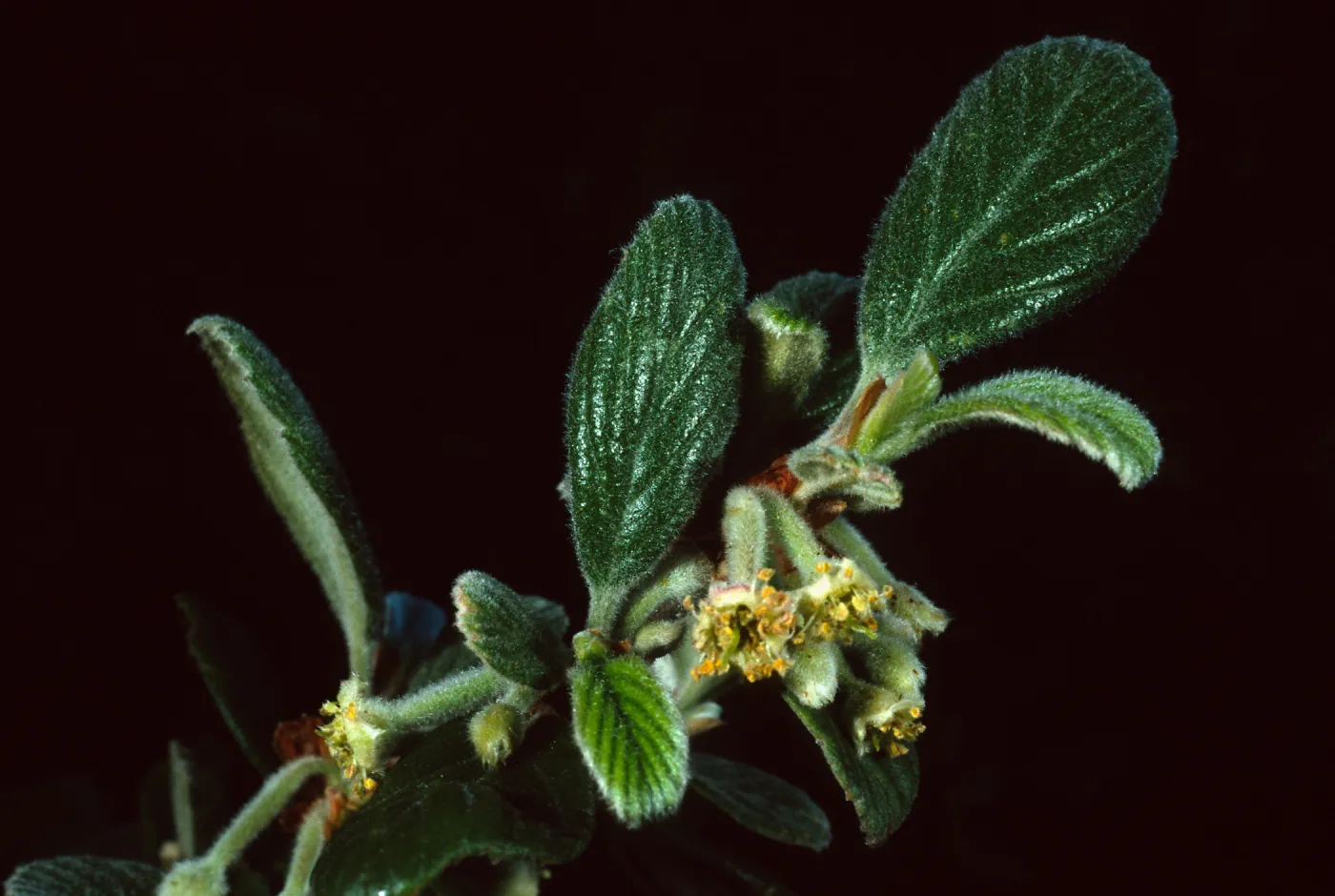 Cercocarpus traskiae,Wrigley Garden, Sta. Catalina Isl.