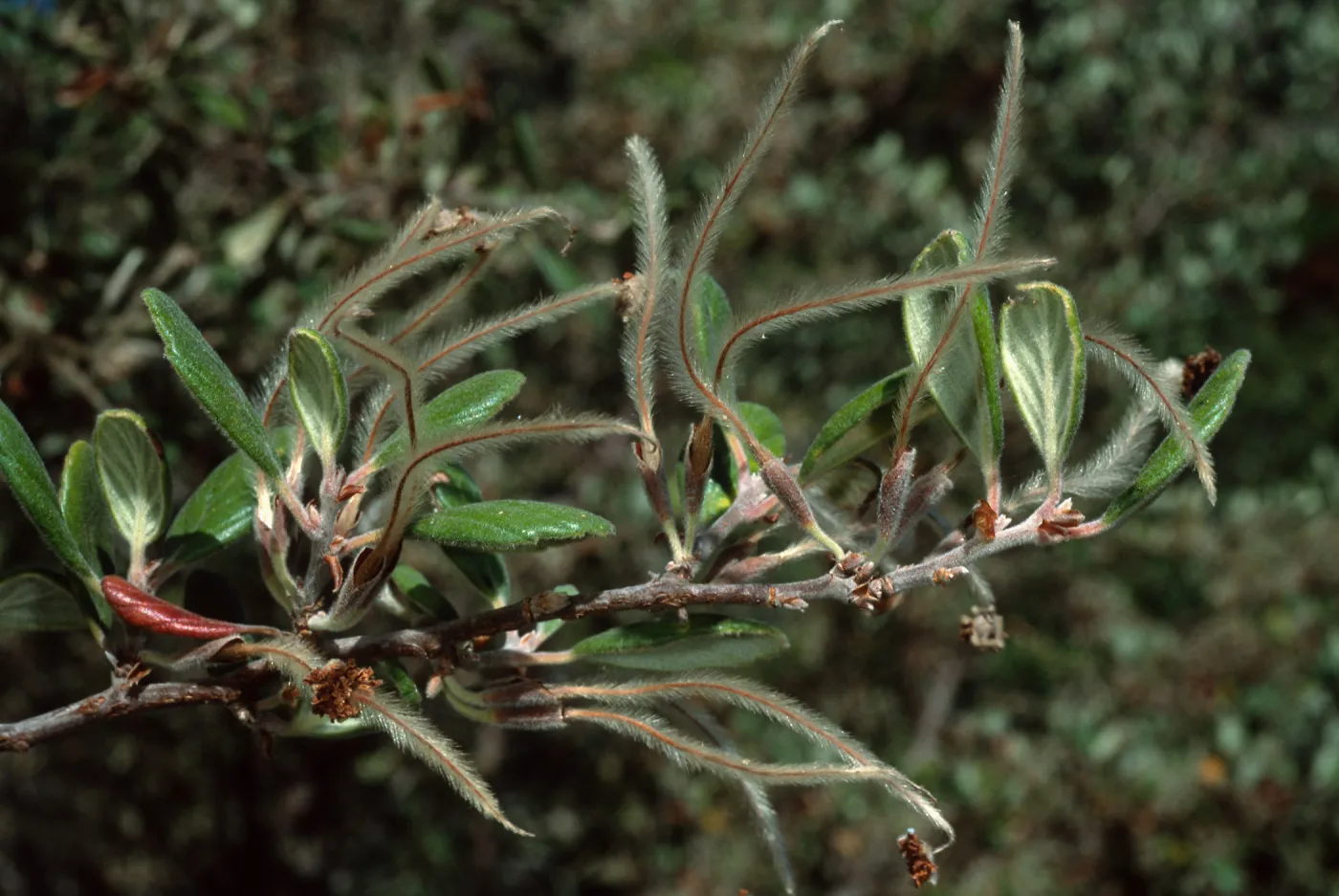 Cercocarpus traskiae, Wrigley Garden, Sta. Catalina Isl.