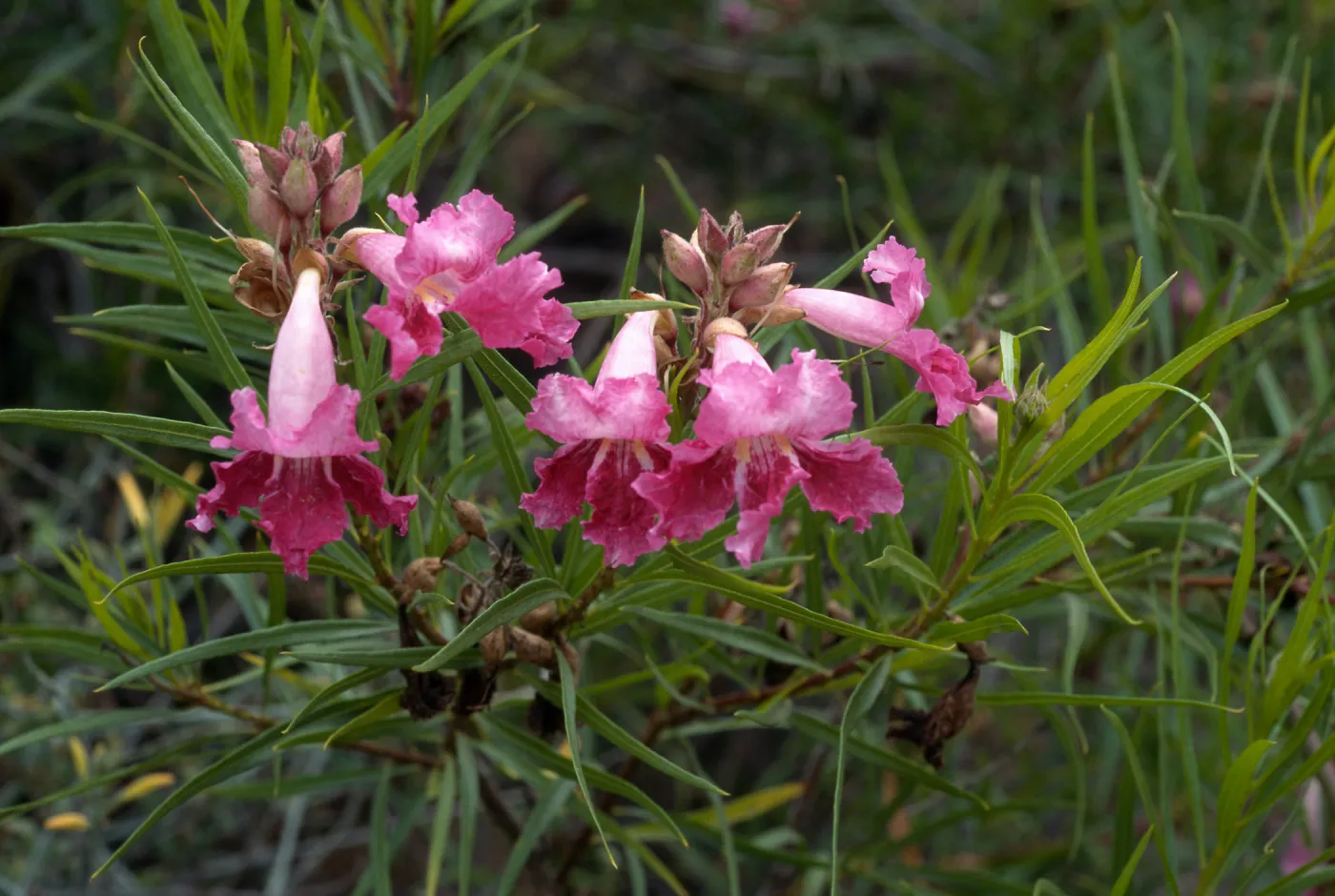 Chilopsis linearis, SBBG desert section