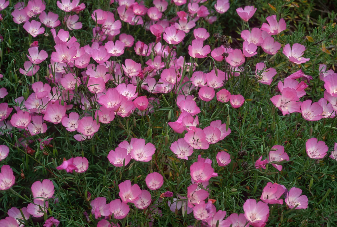 Clarkia, upper west Meadow, SBBG