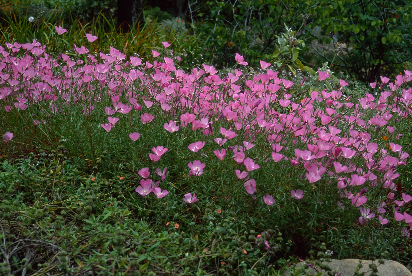 Clarkia, upper west Meadow, SBBG