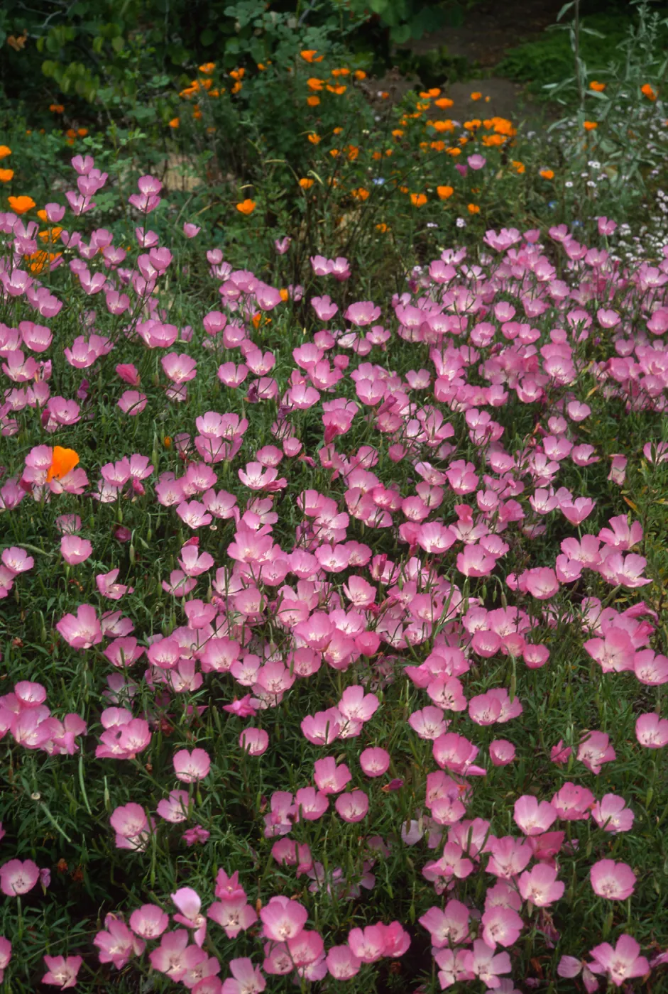 Clarkia, upper west Meadow SBBG
