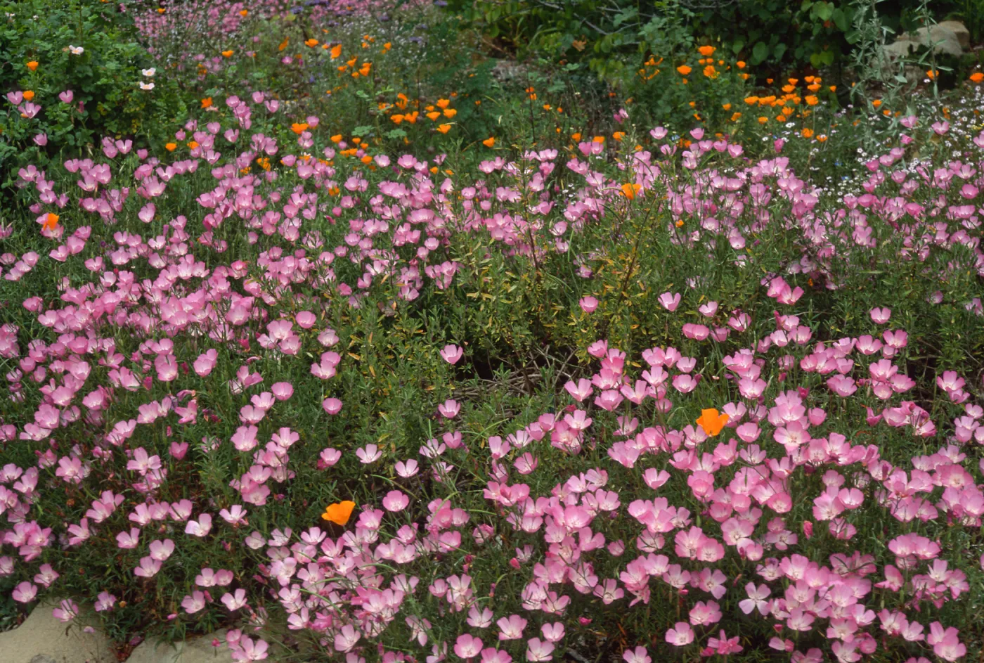 Clarkia, upper west Meadow SBBG